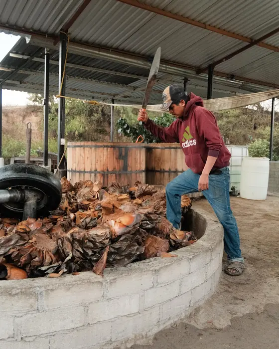 A young man raising a machete over the mill pit full of cooked agave; behind him, the wooden vats under a metal roof.