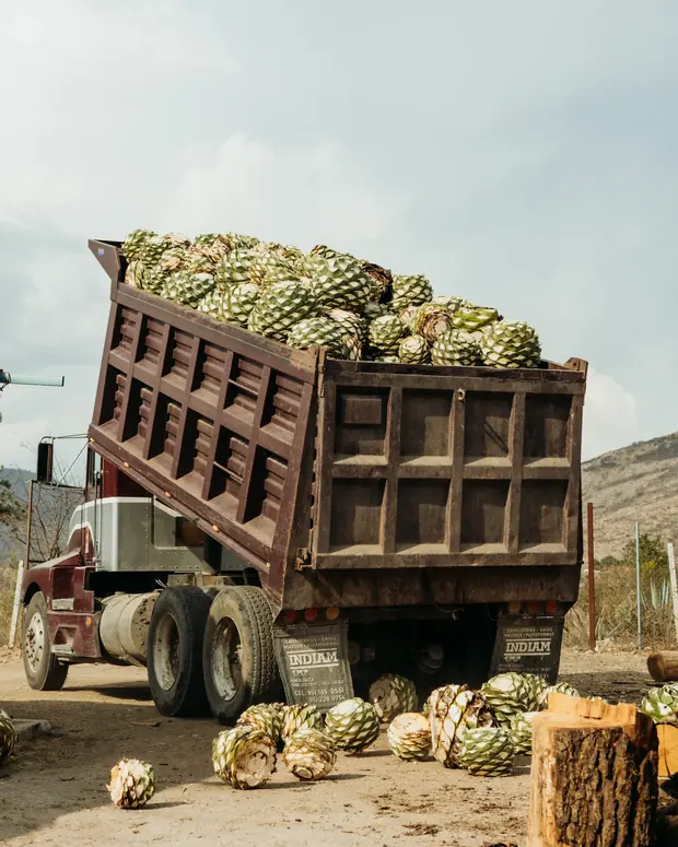 Un camión de volteo con la caja levantada, cargado de piñas de agave, con varias ya tiradas en el suelo.