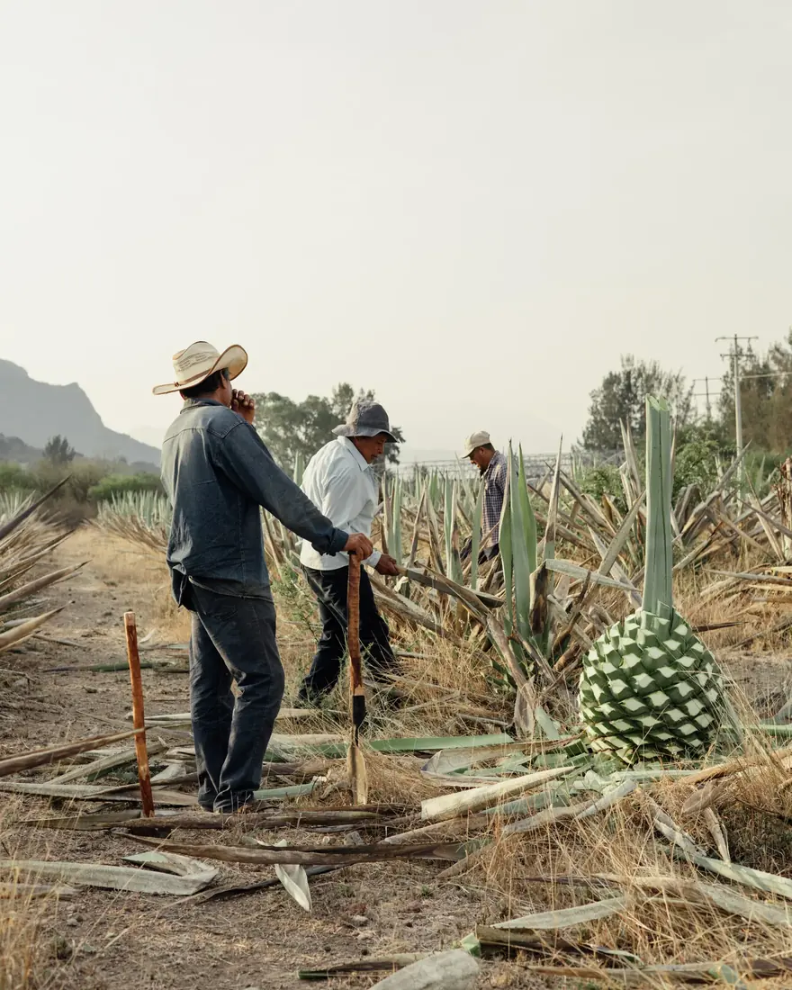 Tres hombres en un campo de agave: uno se apoya en una herramienta de mango largo mientras los otros trabajan entre las plantas; hay pencas cortadas en el suelo y cerros al fondo.