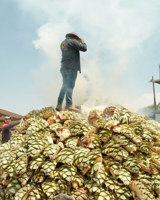 A man standing on a mound of split agave hearts, wrapped in the white smoke rising around them.