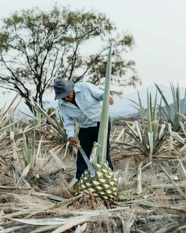 A man in a hat cutting the leaves off an agave with a machete out in the field; the trimmed heart lies at his feet.
