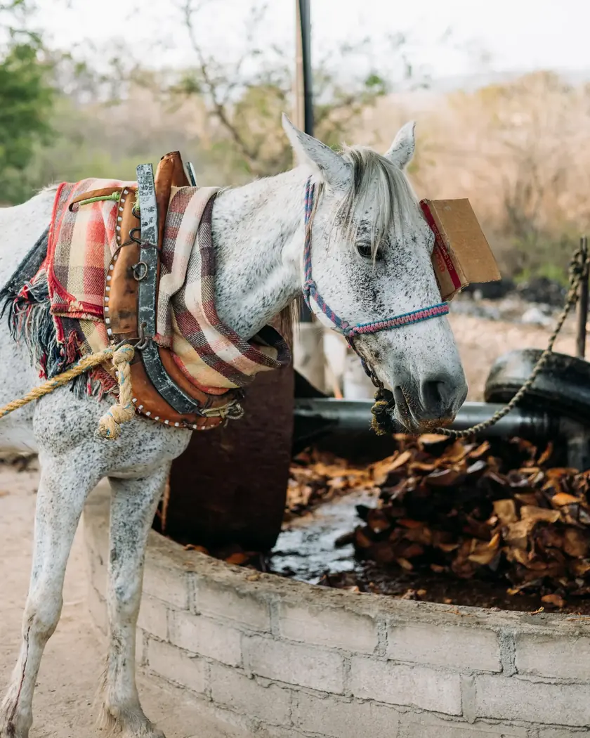 A white horse in harness with a colourful blanket, beside the round mill pit full of crushed agave.